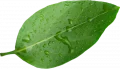bilancio sostenibilita foglia